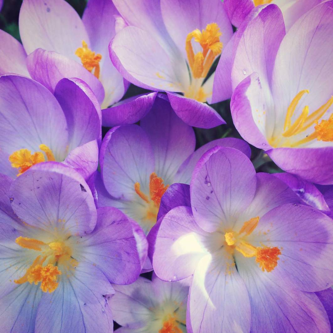 10 Tips For Taking Stunning iPhone Photos Of Flowers