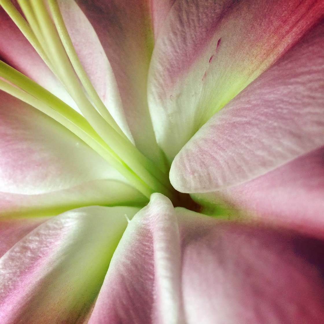 Close up Flower 