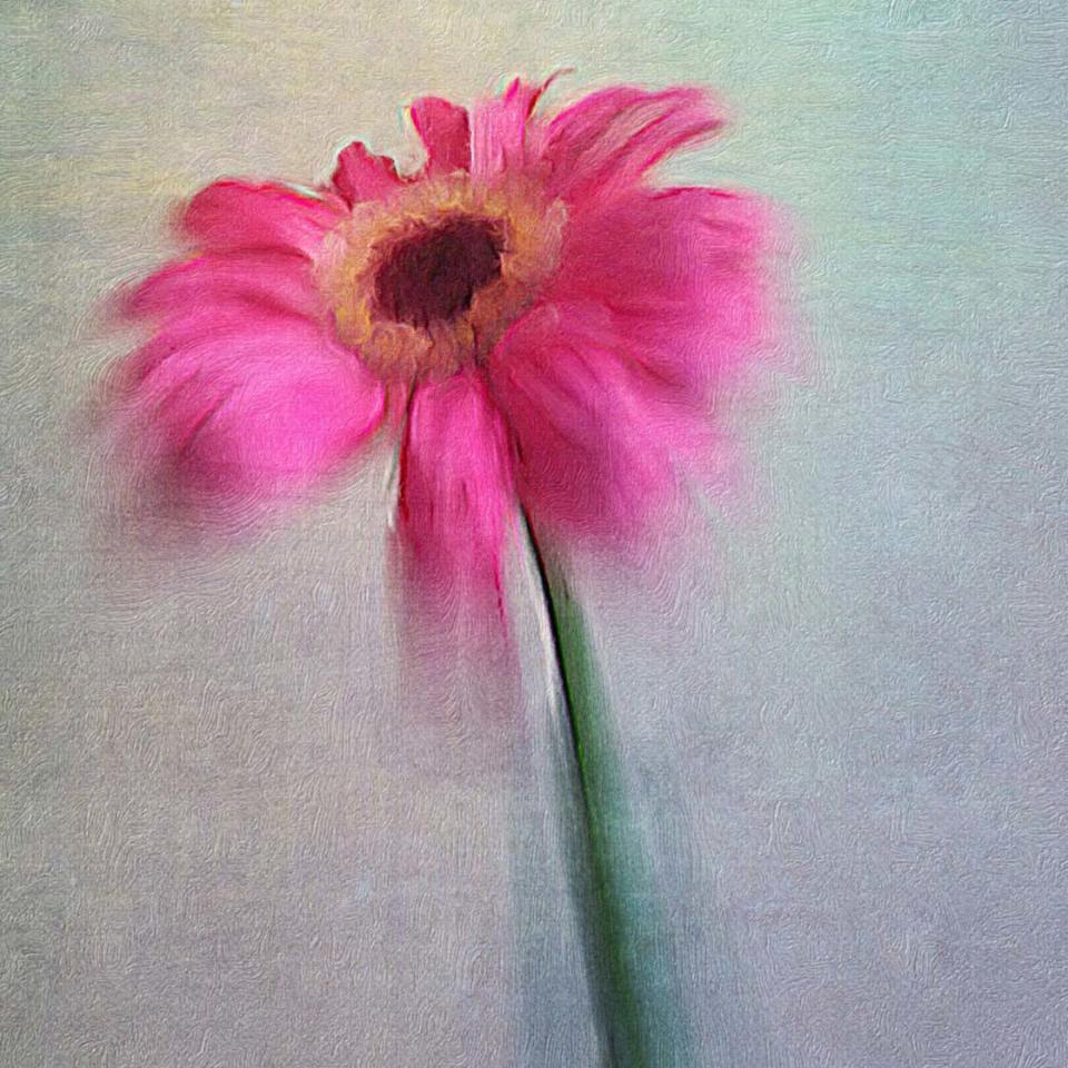 5 Ways To Enhance Your Flower Photos With iPhone Editing Apps