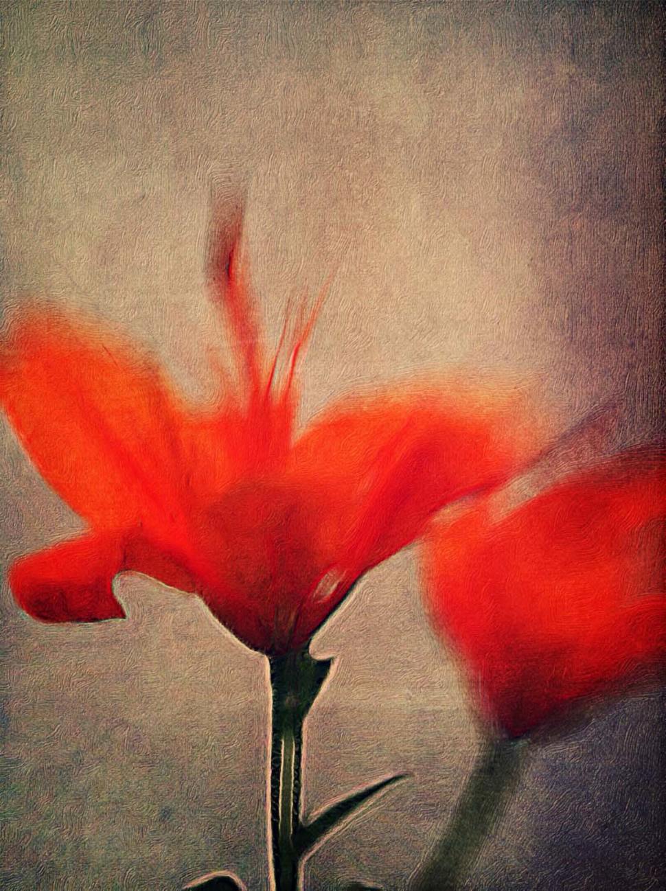 5 Ways To Enhance Your Flower Photos With iPhone Editing Apps