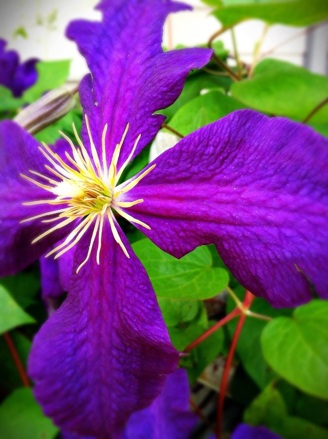 Flower iPhone Photo Editing 4