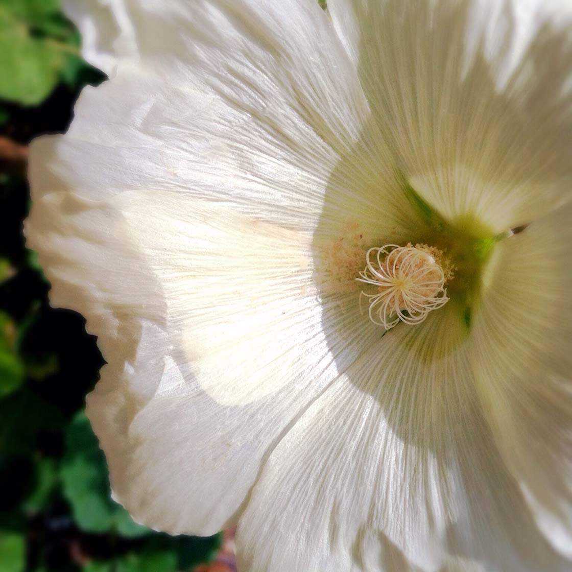 5 Ways To Enhance Your Flower Photos With iPhone Editing Apps