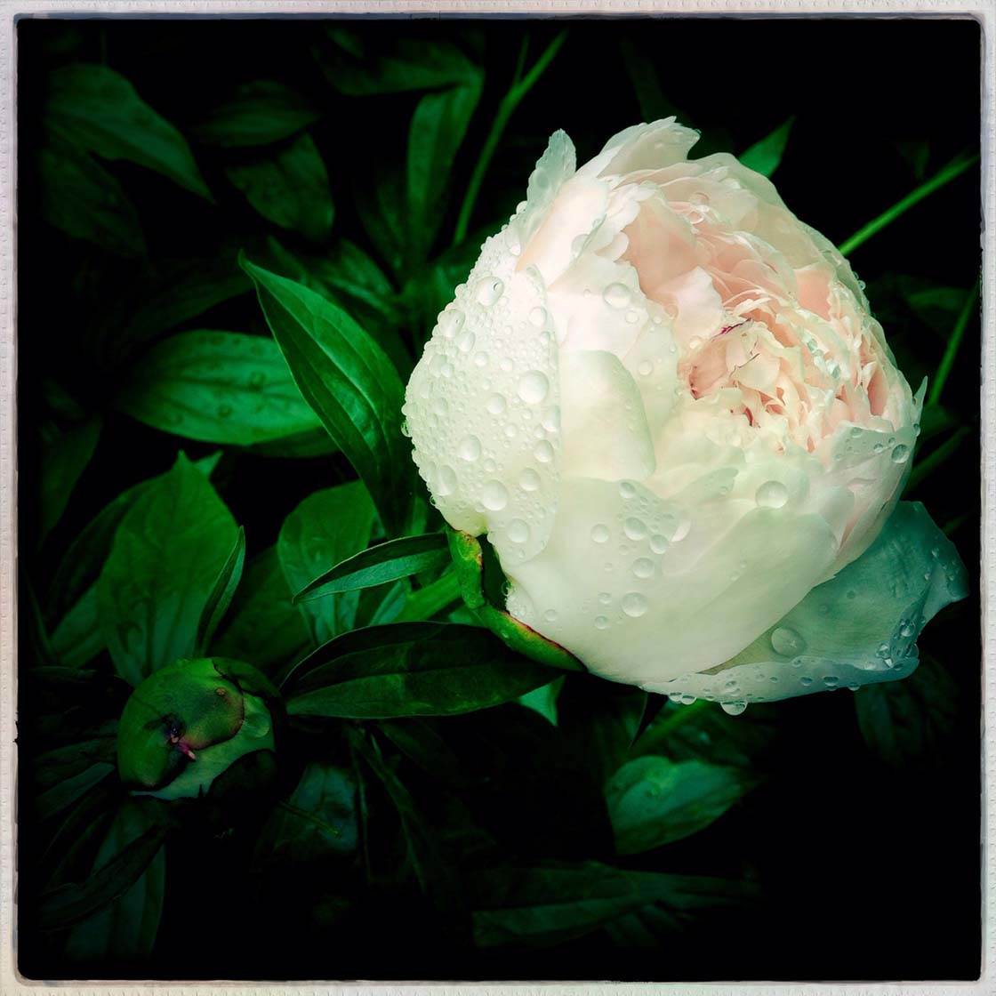 iPhone Flower Photos 1