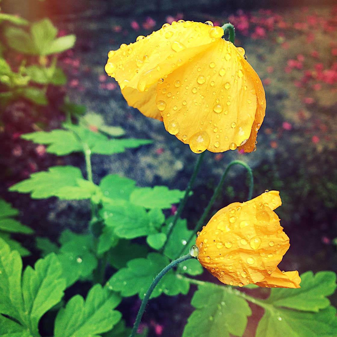 iPhone Flower Photography 20 no script