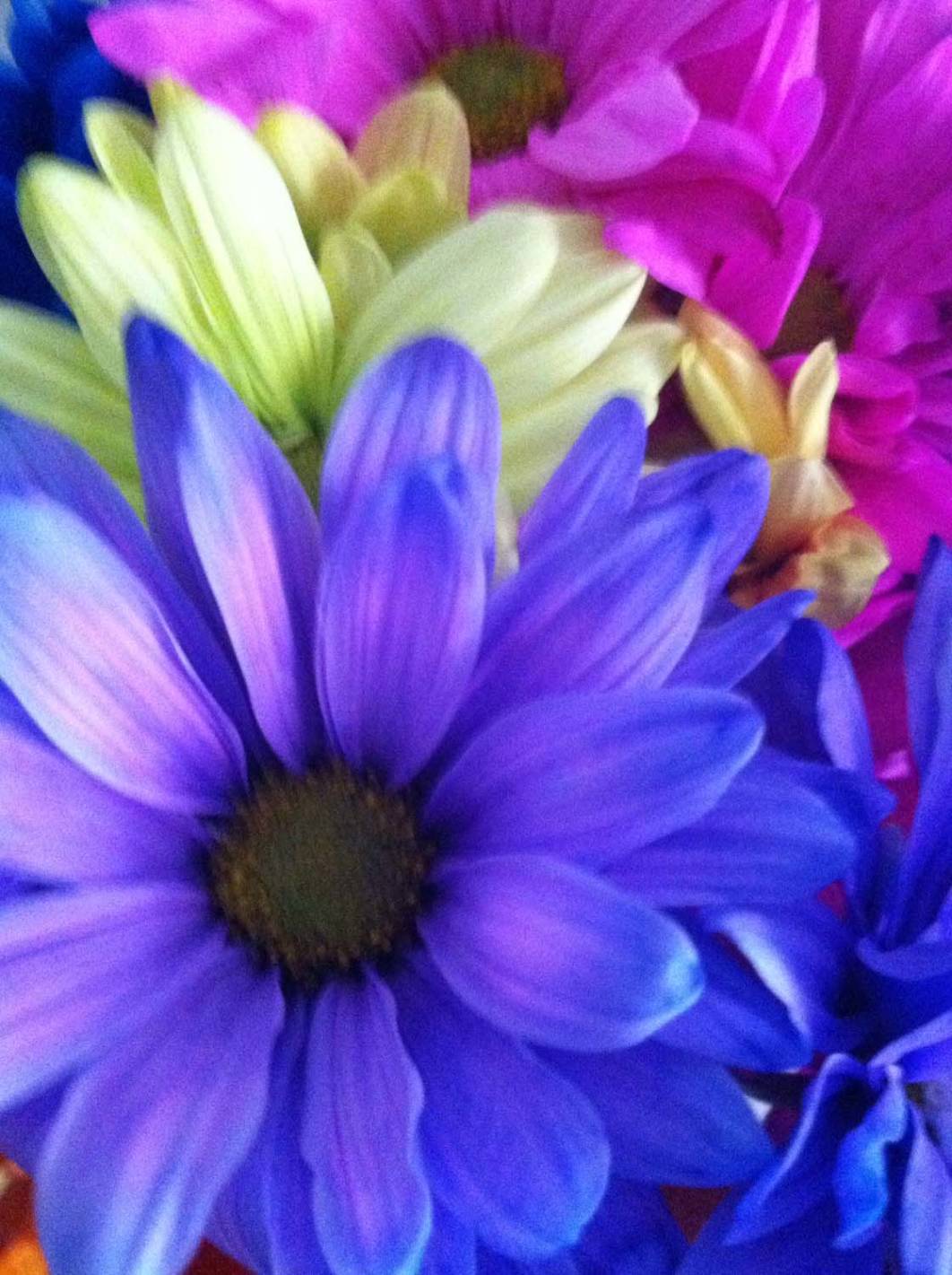 5 Ways To Enhance Your Flower Photos With iPhone Editing Apps