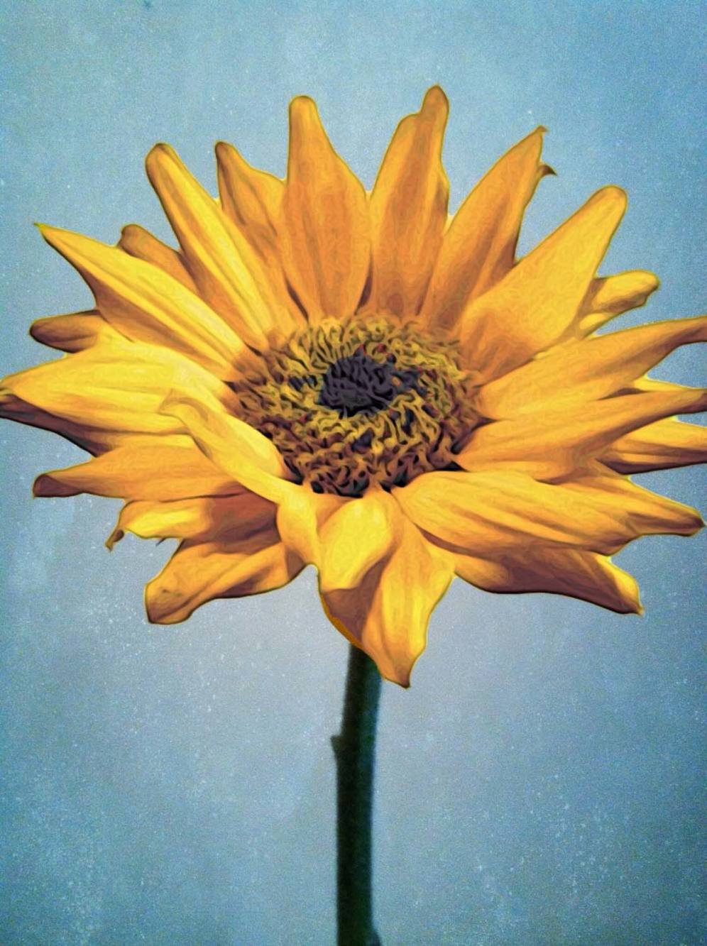 5 Ways To Enhance Your Flower Photos With iPhone Editing Apps