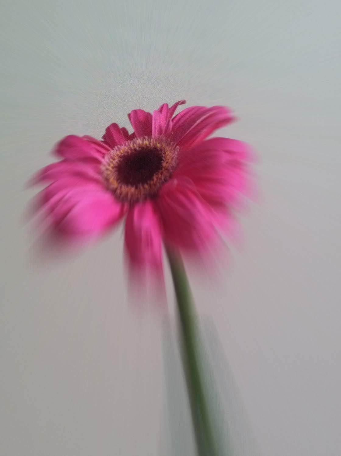 Flower iPhone Photo Editing 21