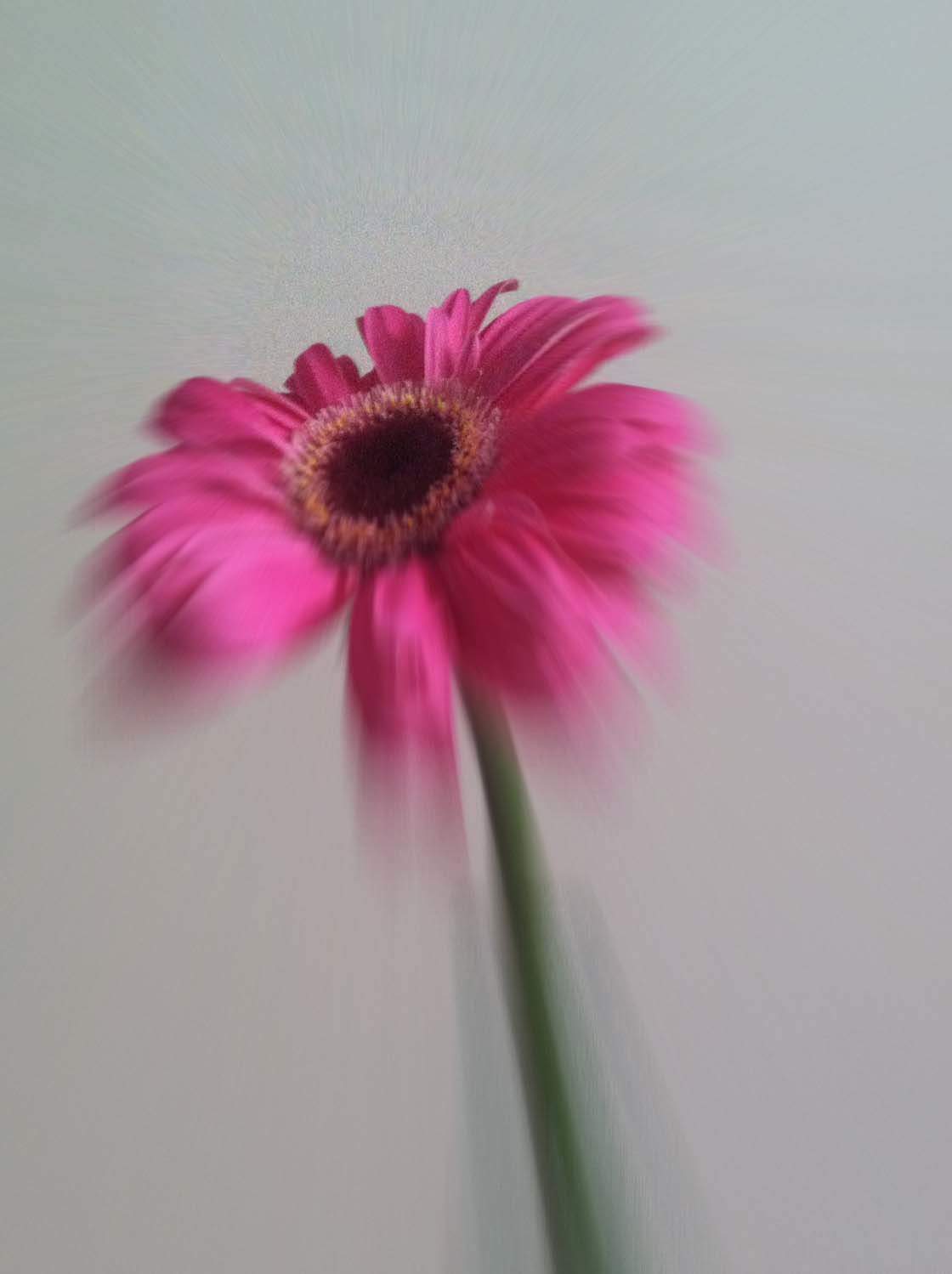 5 Ways To Enhance Your Flower Photos With iPhone Editing Apps