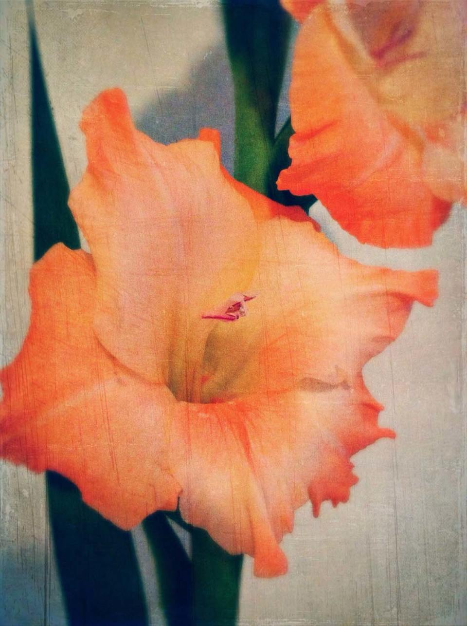 5 Ways To Enhance Your Flower Photos With iPhone Editing Apps