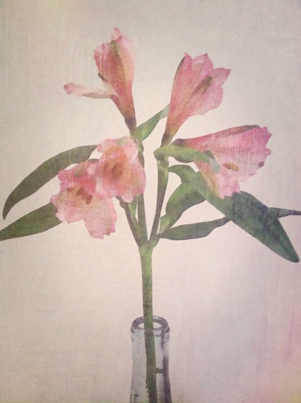 5 Ways To Enhance Your Flower Photos With iPhone Editing Apps