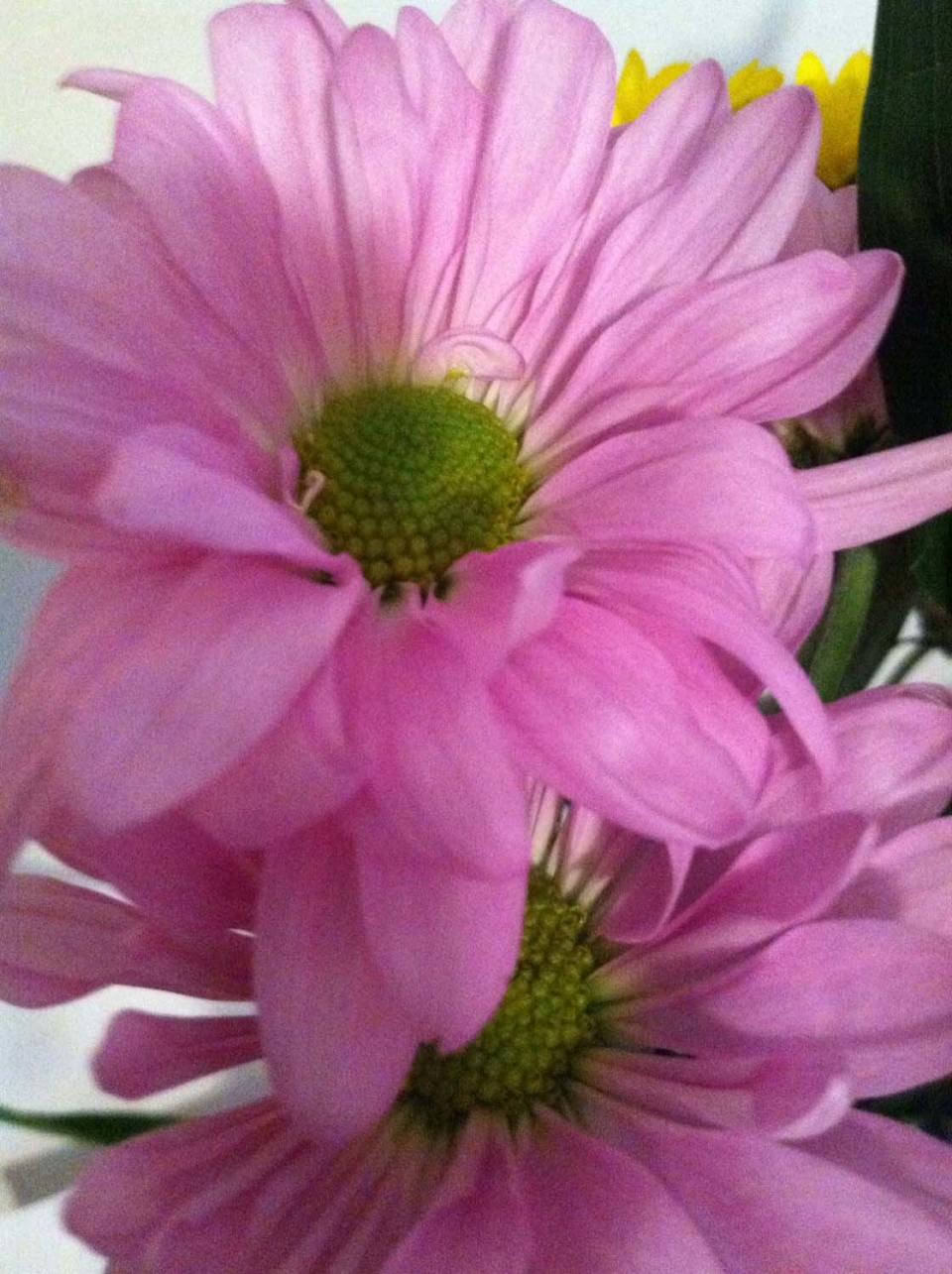 5 Ways To Enhance Your Flower Photos With iPhone Editing Apps