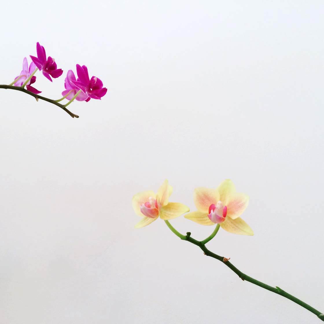 simple flower photography