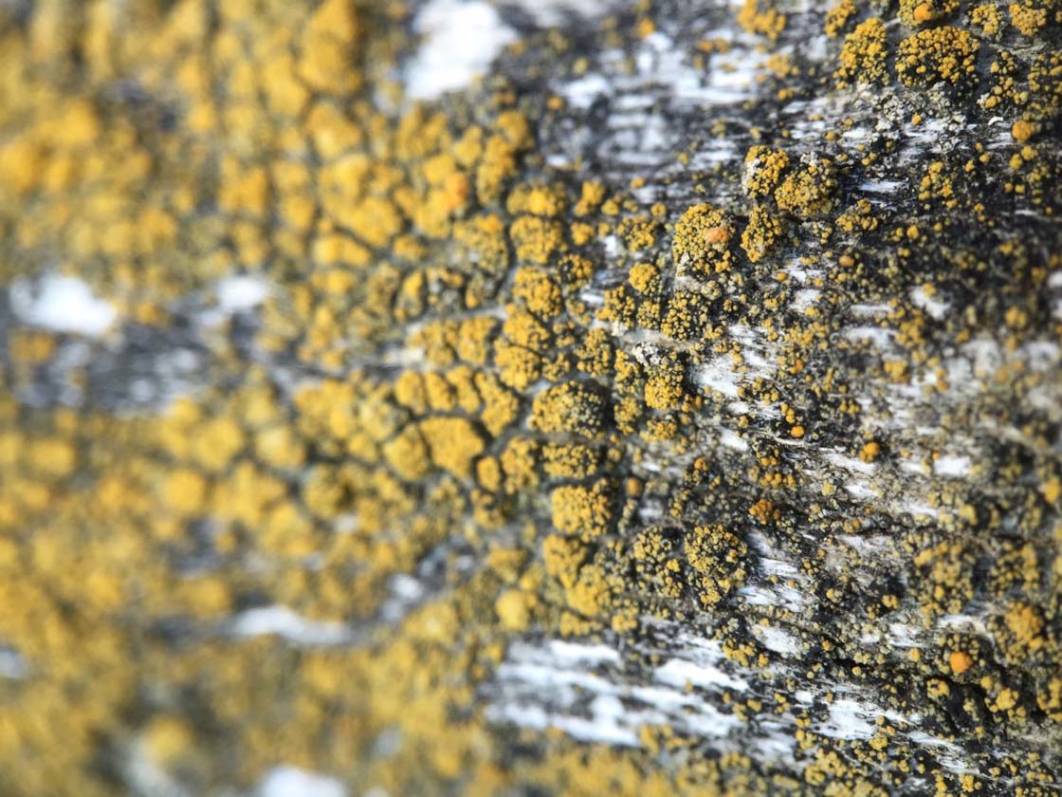 How This Macro Lens Transforms Ordinary Moment Into Hidden Masterpieces