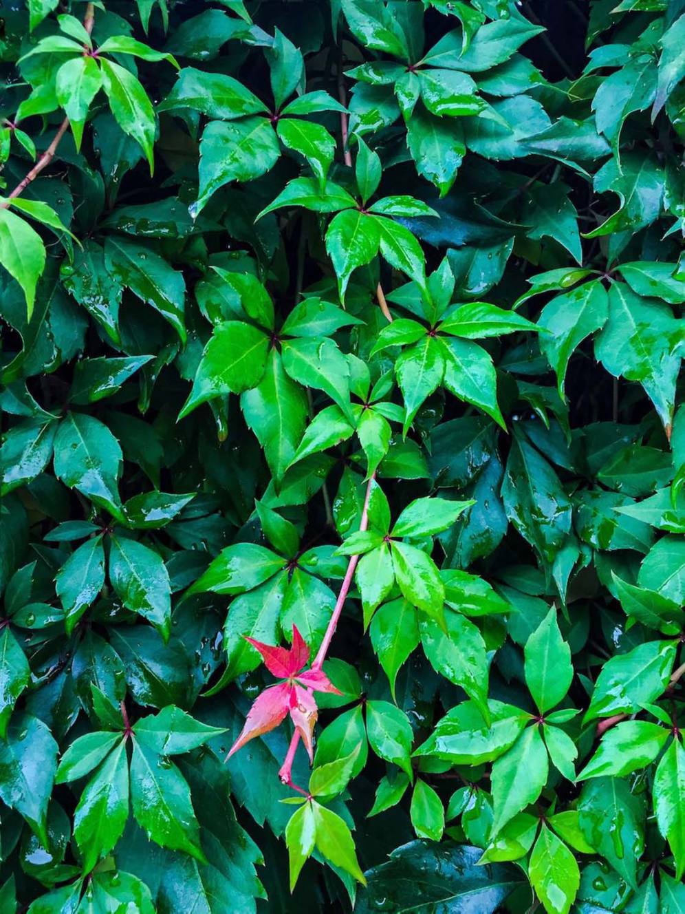 30 iPhone Photos That Make Incredible Use Of Color