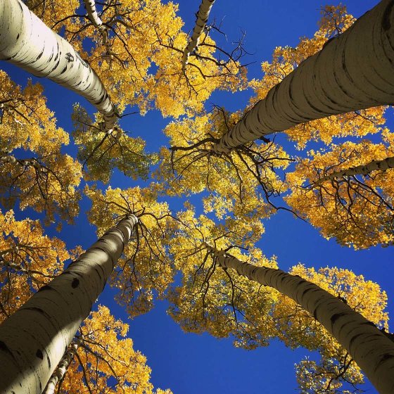 30 Great iPhone Photos That Capture The Beauty Of Fall