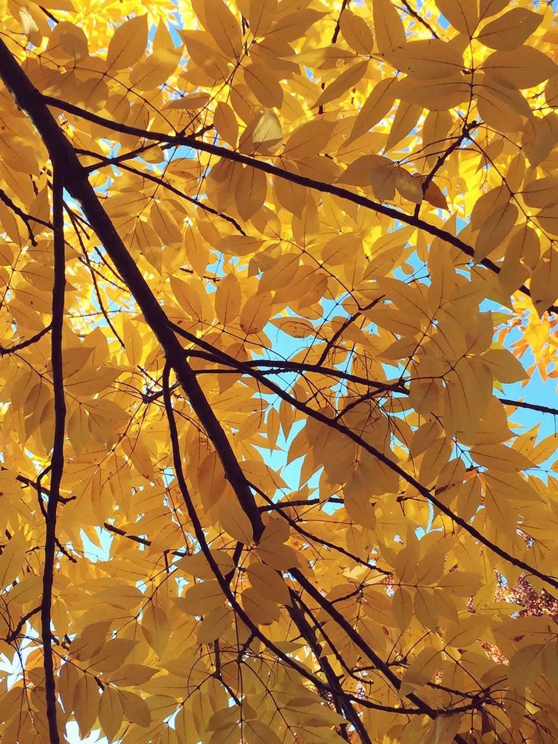 iPhone Photos Fall 16