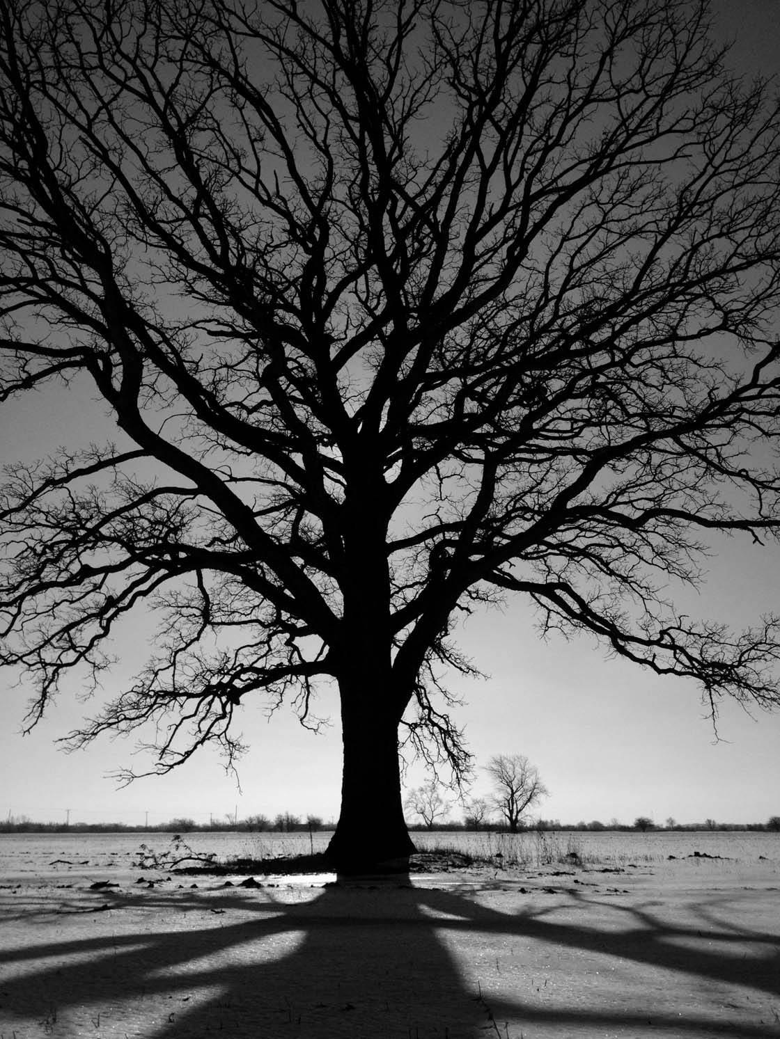 Winter Tree iPhone Photos 26 no script