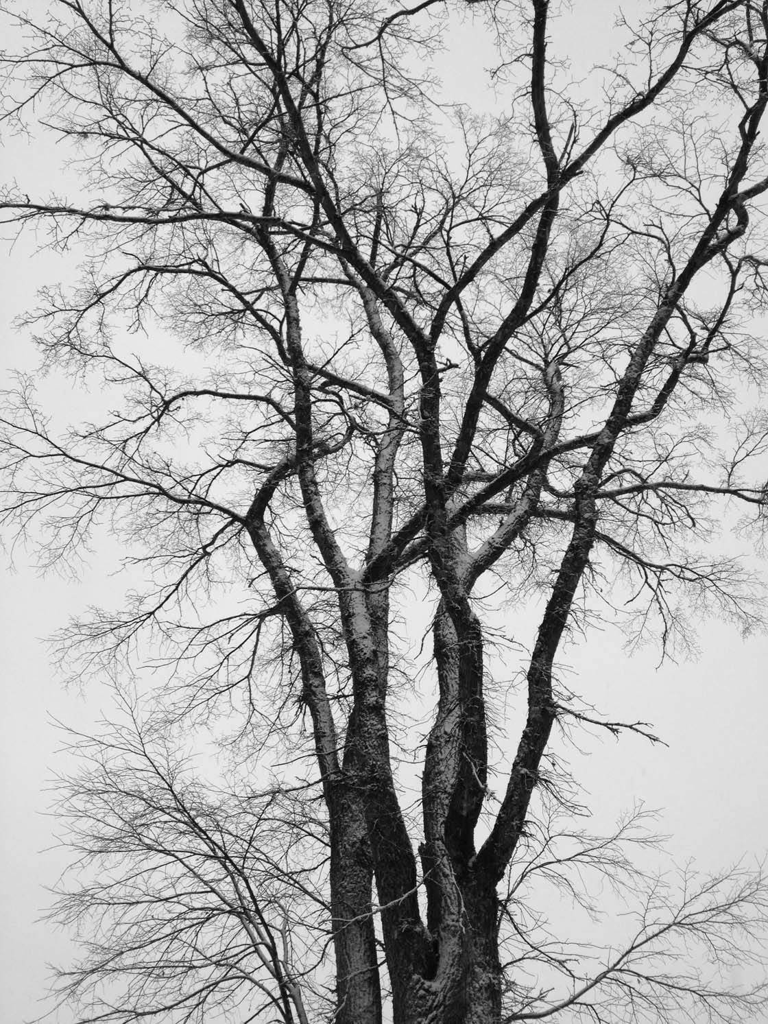 Winter Tree iPhone Photos 31 no script