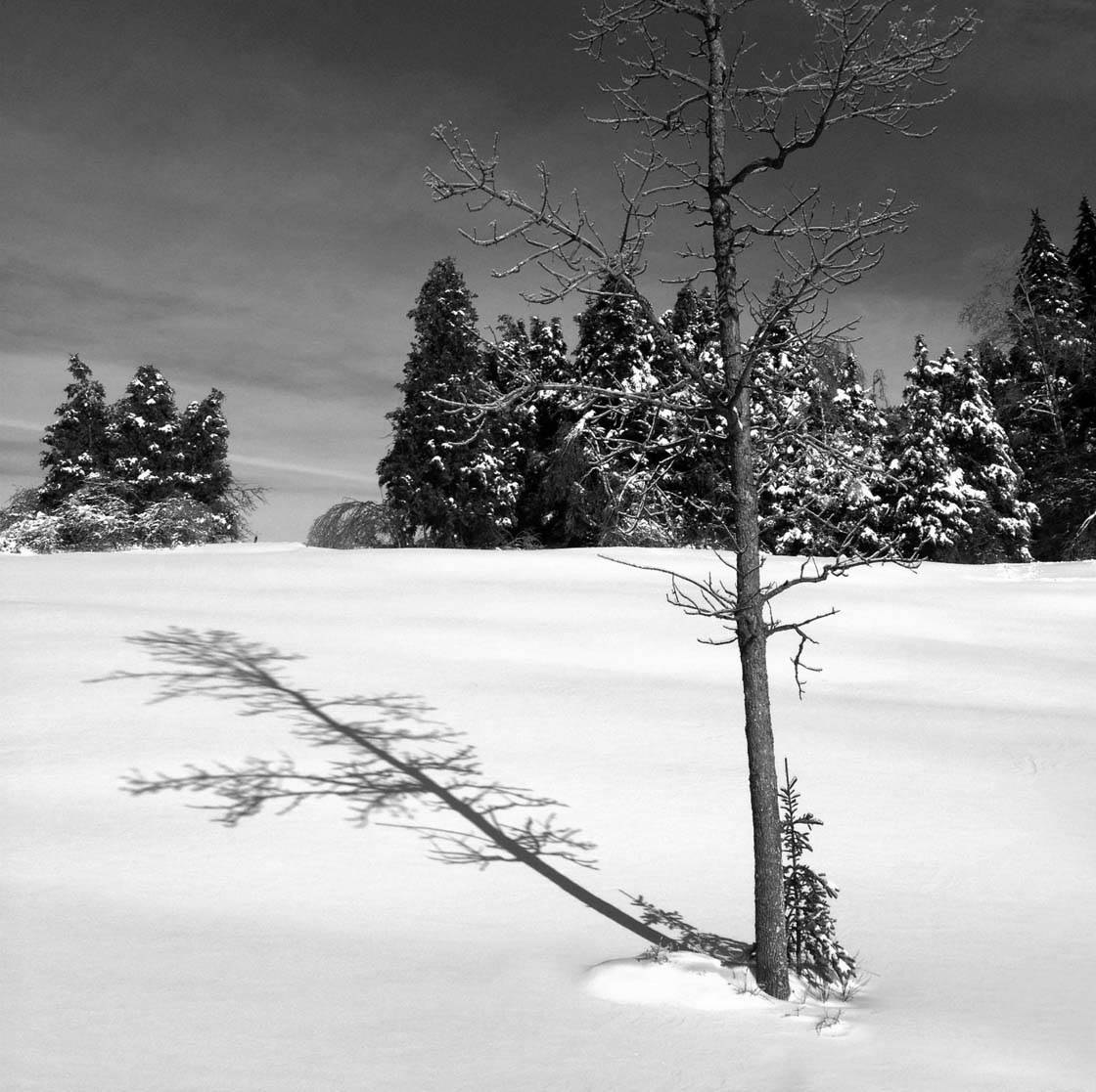 Winter Tree iPhone Photos 28 no script