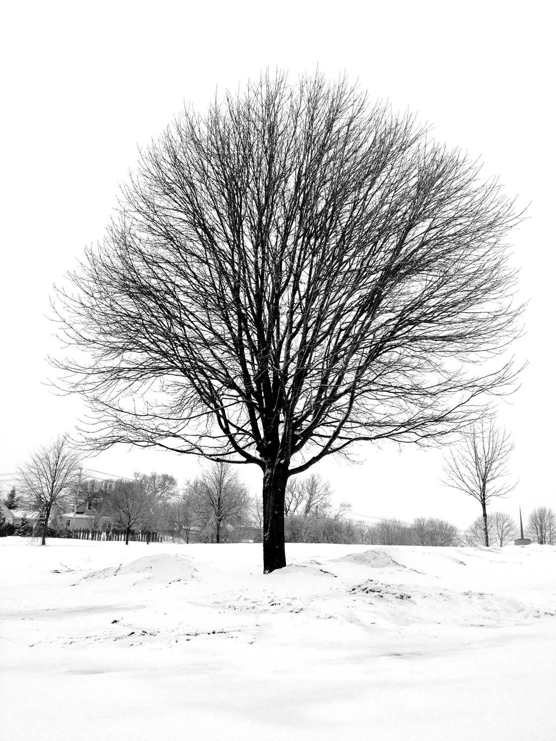 Winter Tree iPhone Photos 32 no script