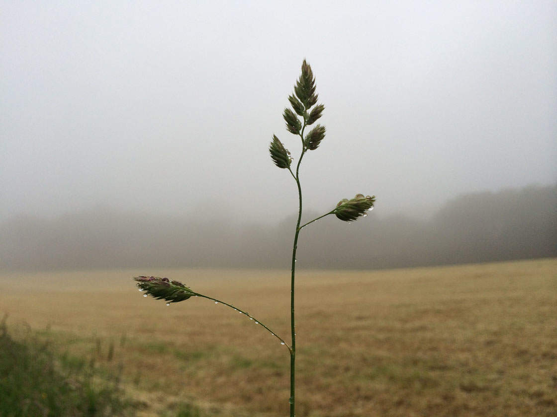 How To Take Beautiful Nature Close-Up Photos On IPhone