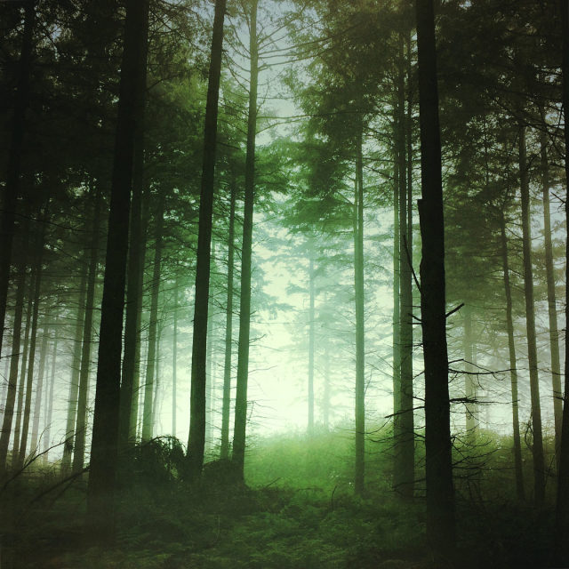 11 Tips For Shooting Magical iPhone Photos In Mist & Fog