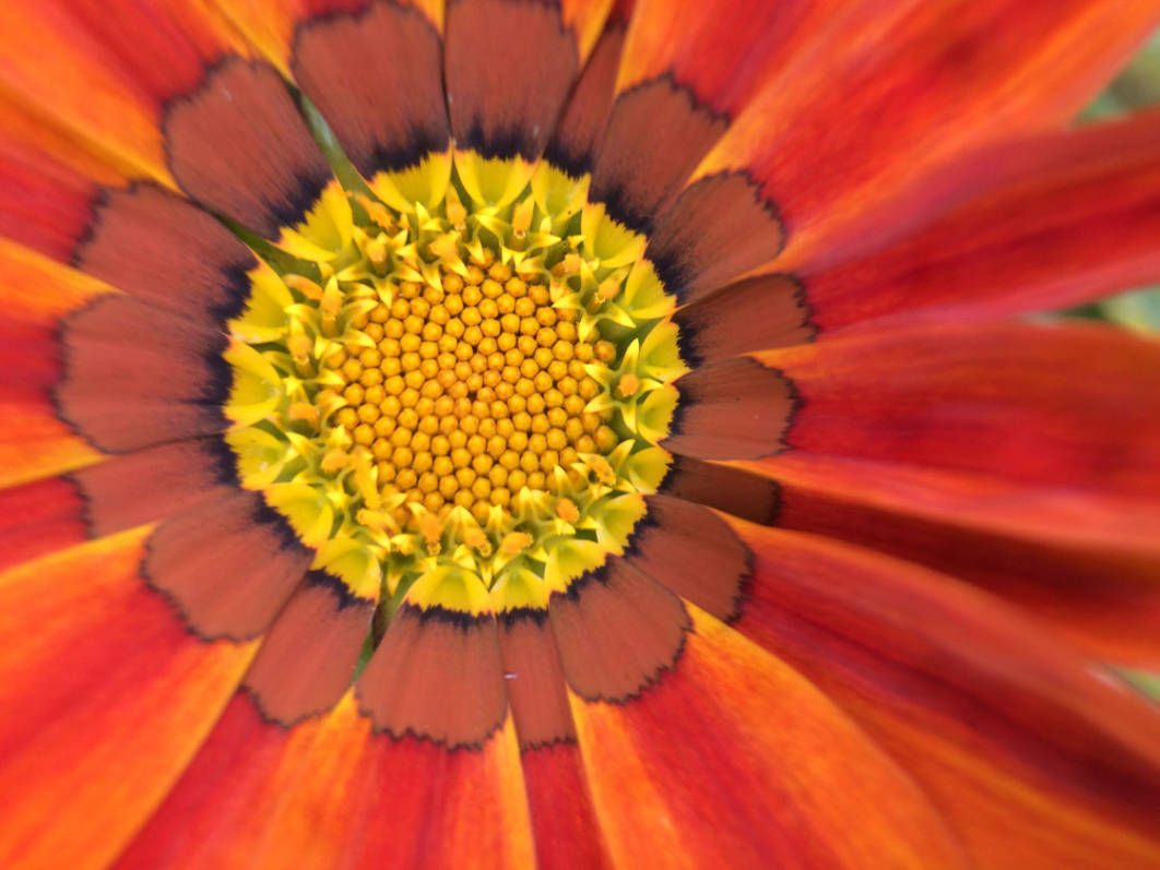 30-beautiful-warm-colored-iphone-photos