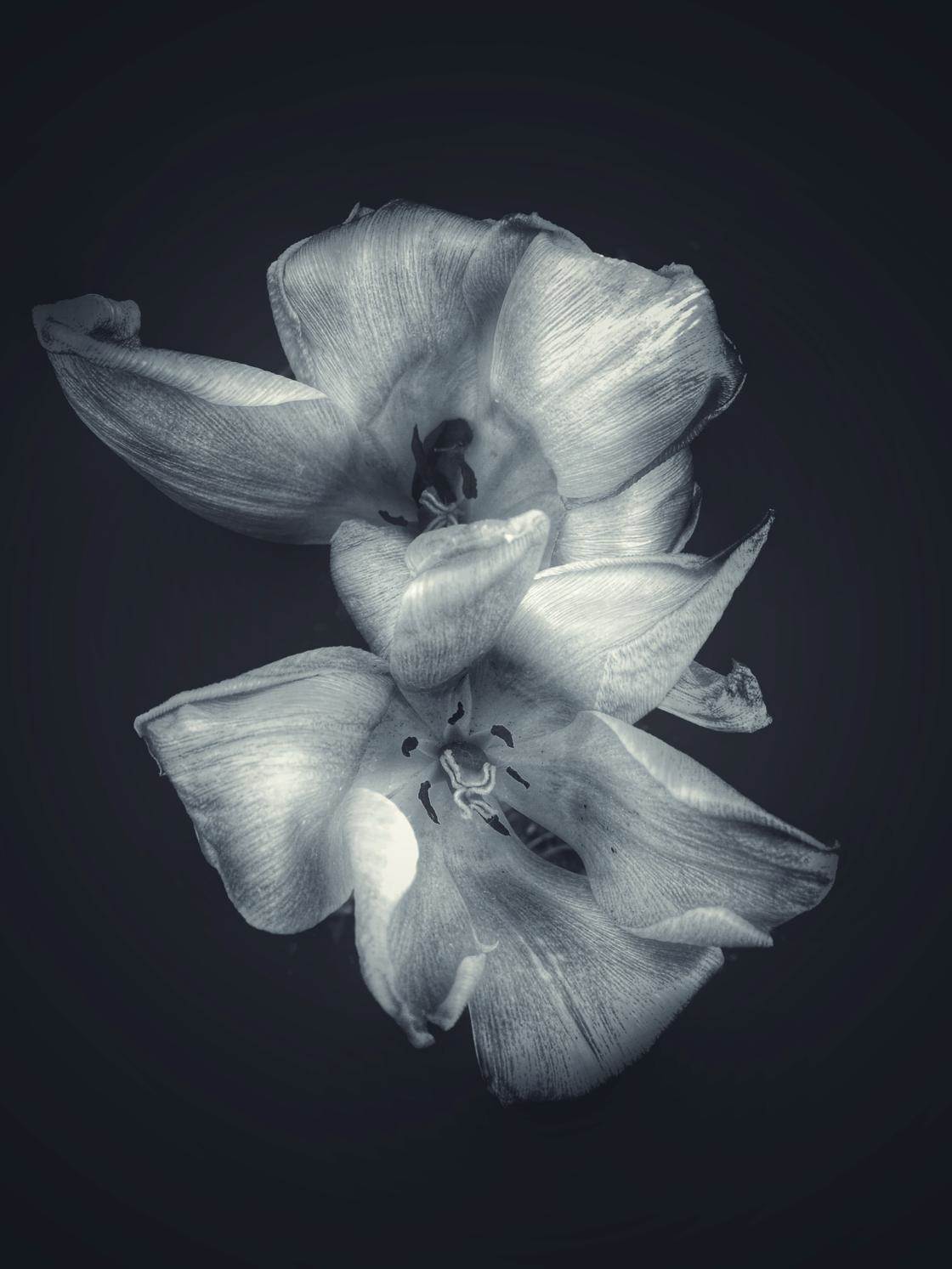 30 Glorious iPhone Photos Of Flowers