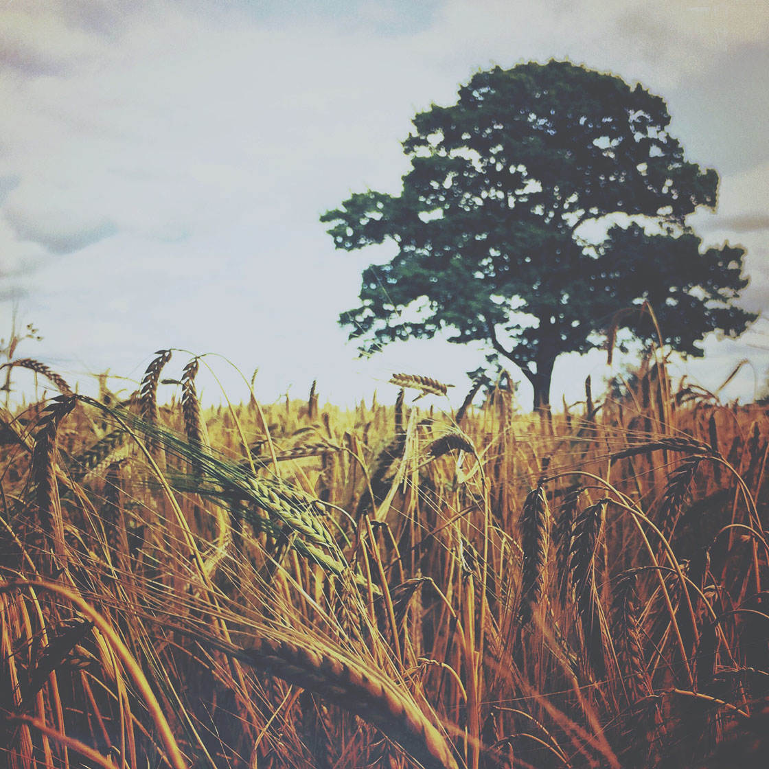 rural-landscapes-iphone-photos-24