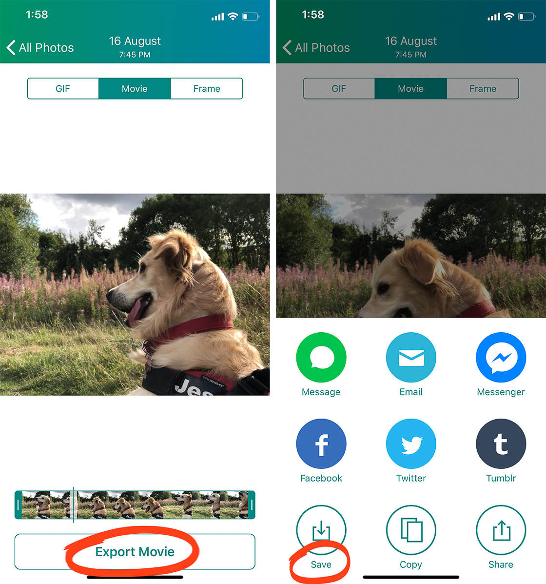 photo to live photo converter