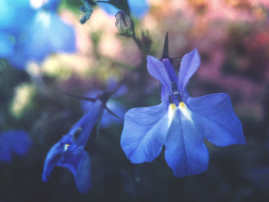 Blomstfotografering 39