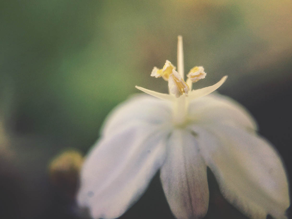 Blumenfotografie 42 ohne Skript