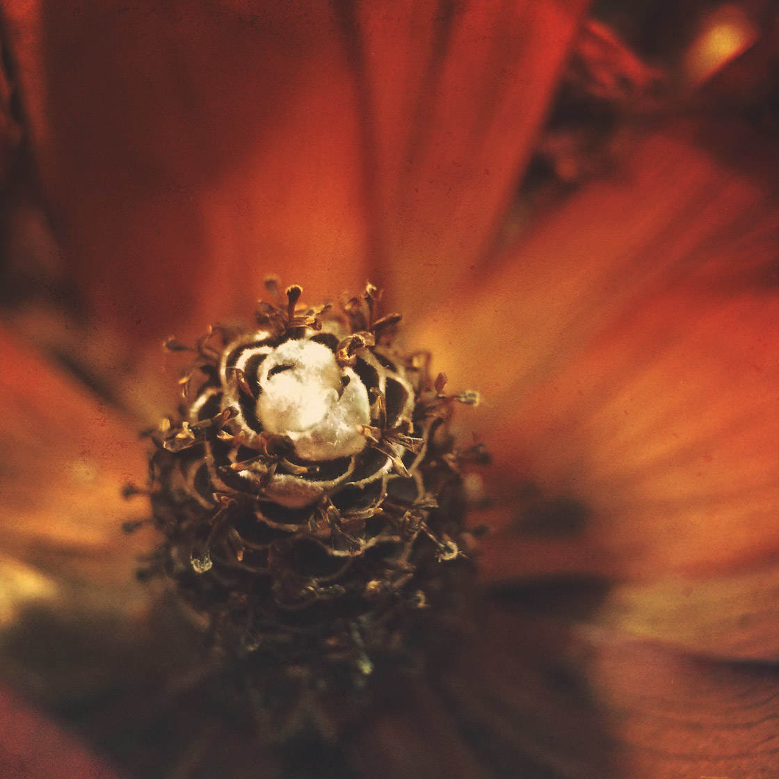 Fotografía de flores 58 sin guión