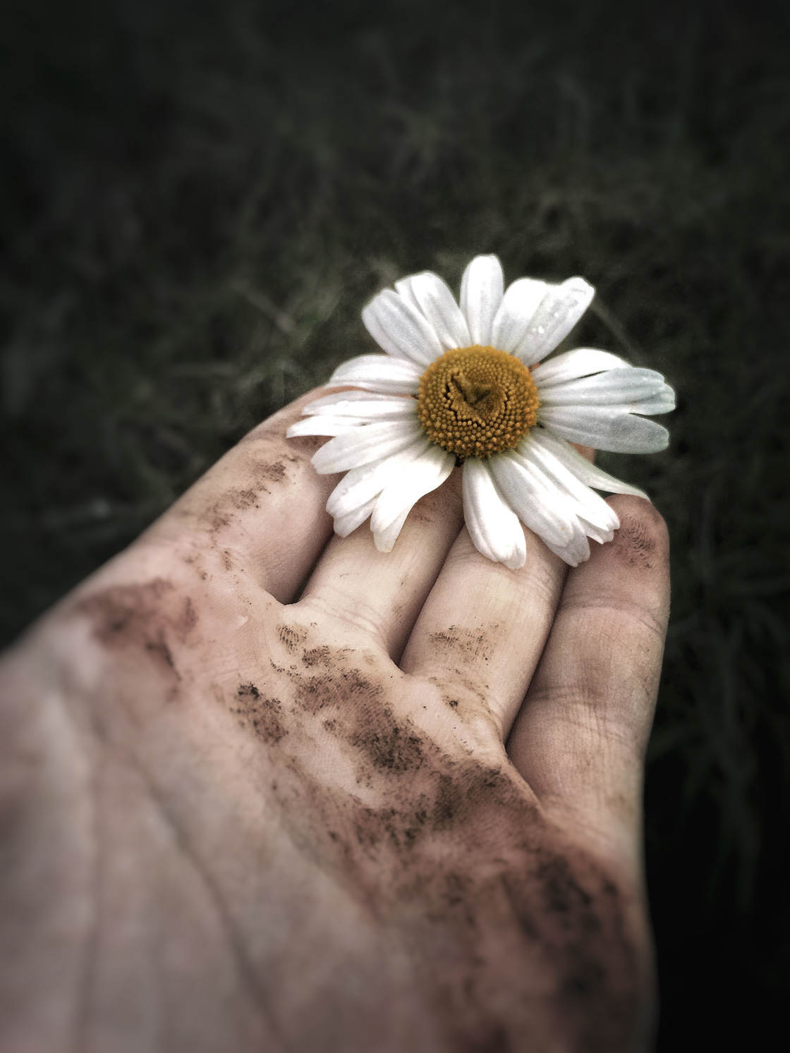 Blomstfotografering 26 ingen skrift