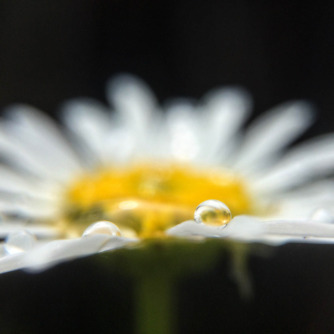 Fotografía de flores 31 sin guión