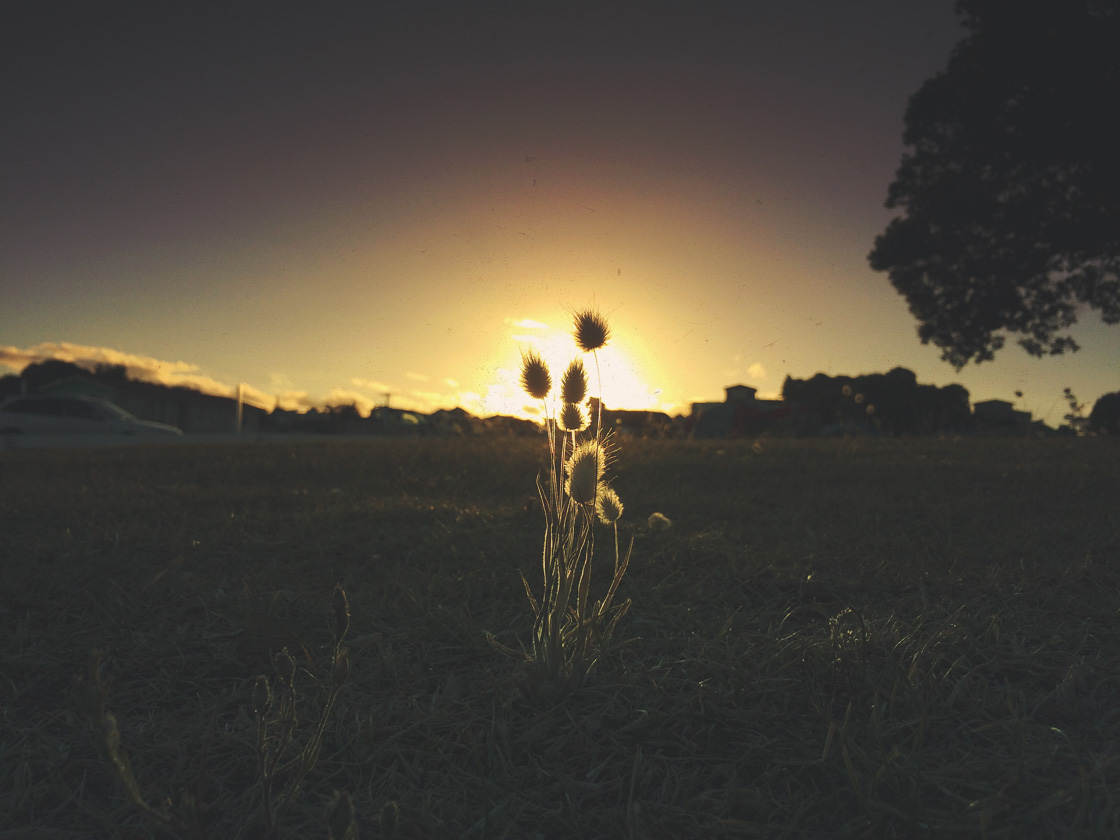 Fotografía de flores 44 sin guión