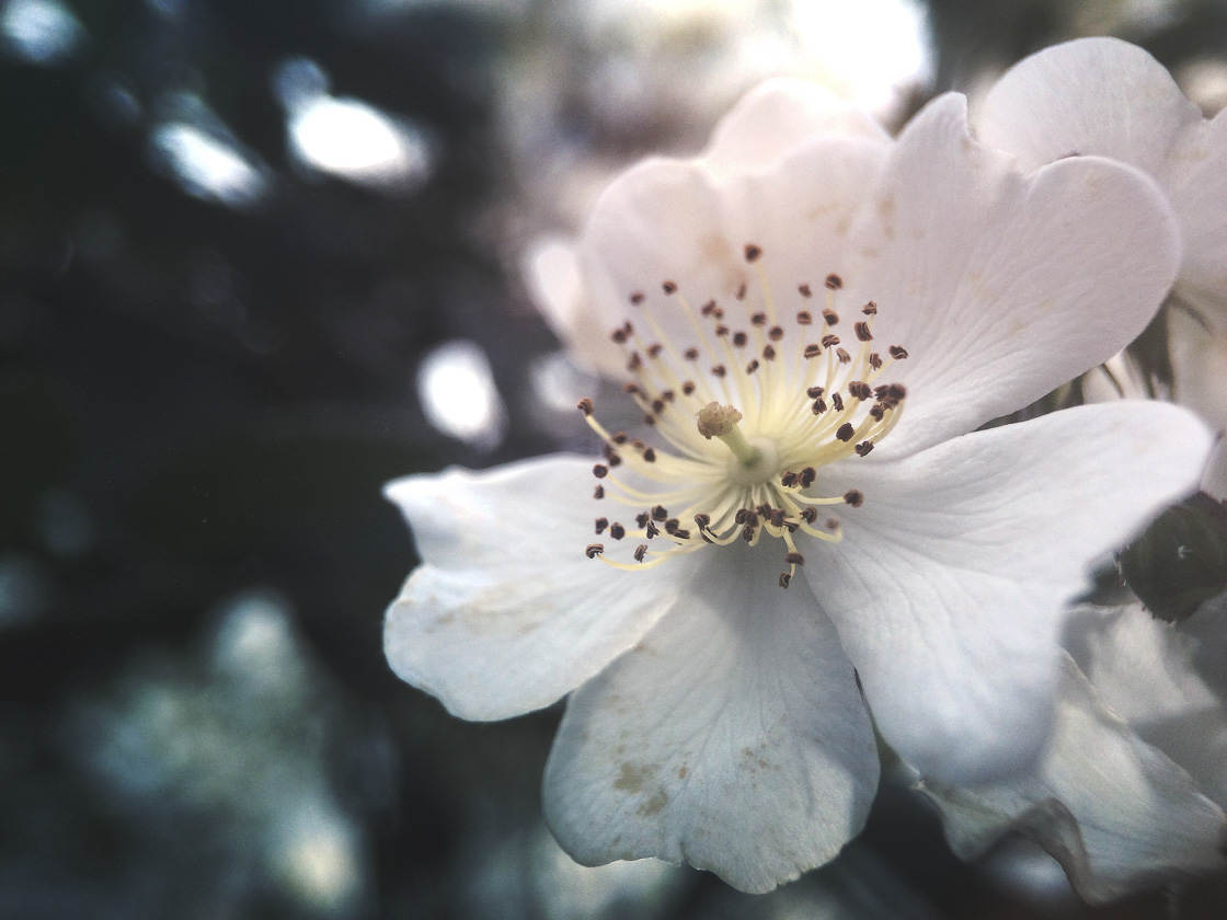 Fotografía de flores 48 sin guión