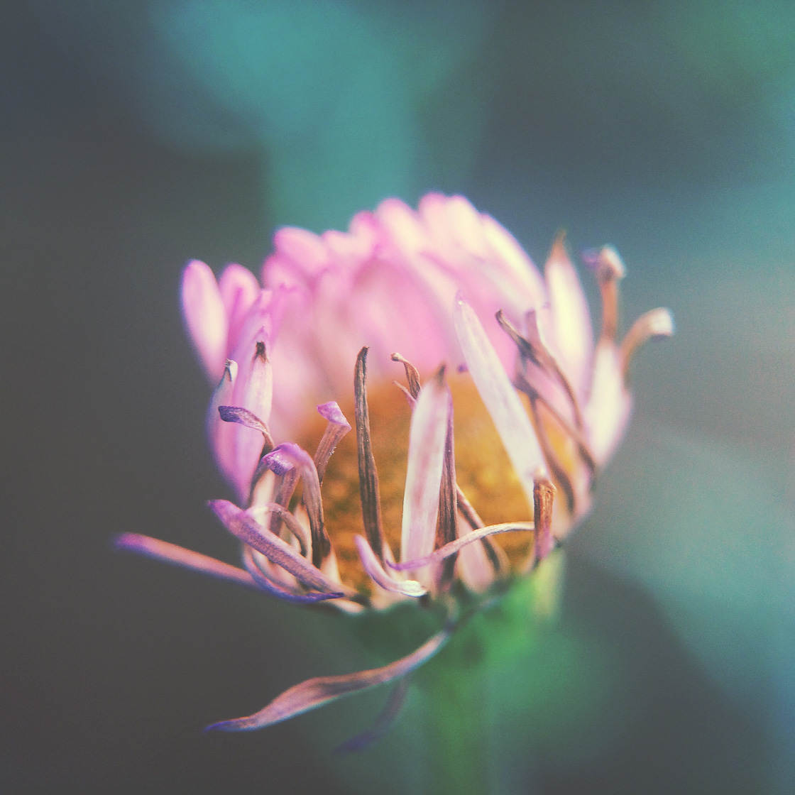 Fotografía de flores 43 sin guión