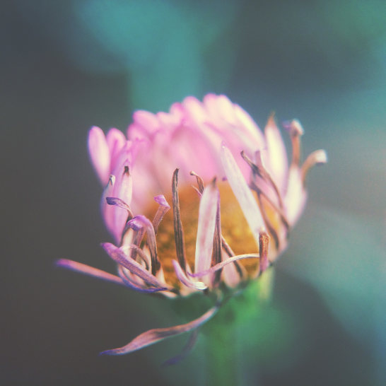 Blomsterfotografering 43