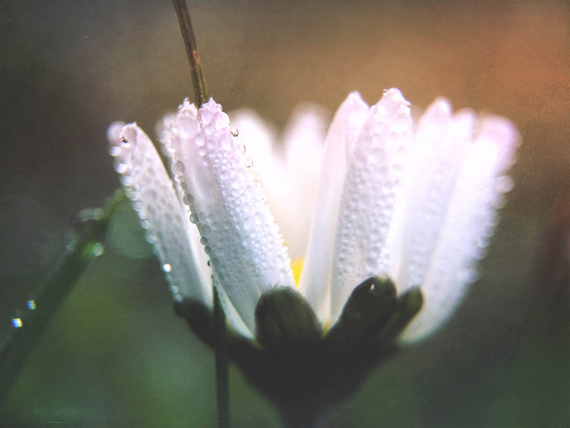 beautiful flower photography