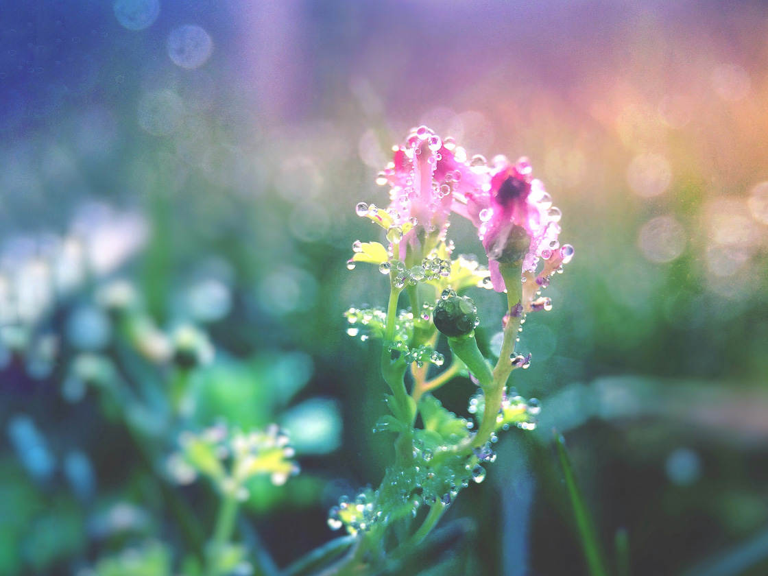 Fotografía de flores 59 sin guión