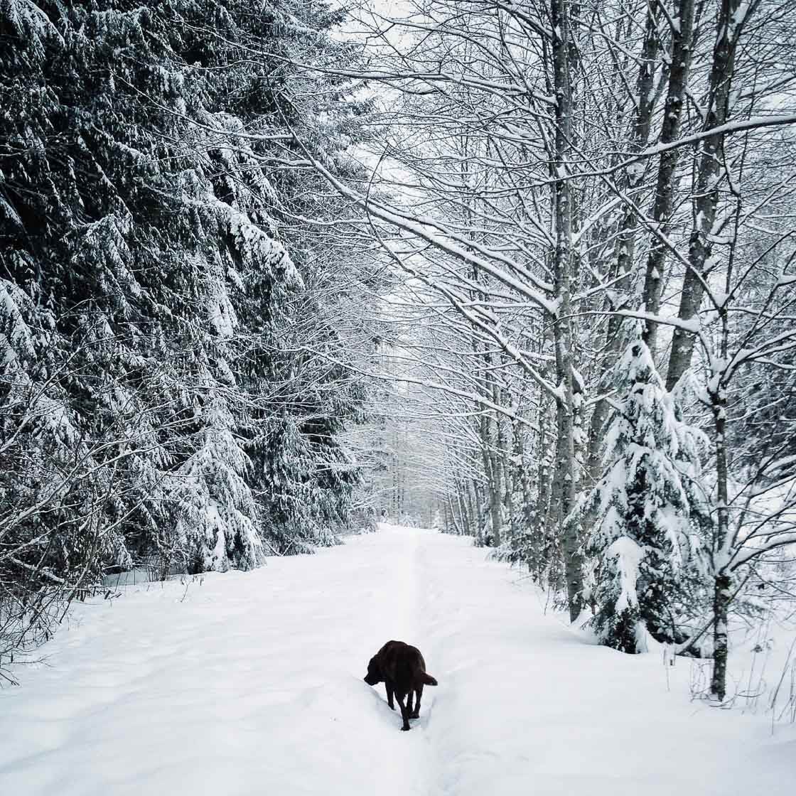 Fotografía de invierno 7