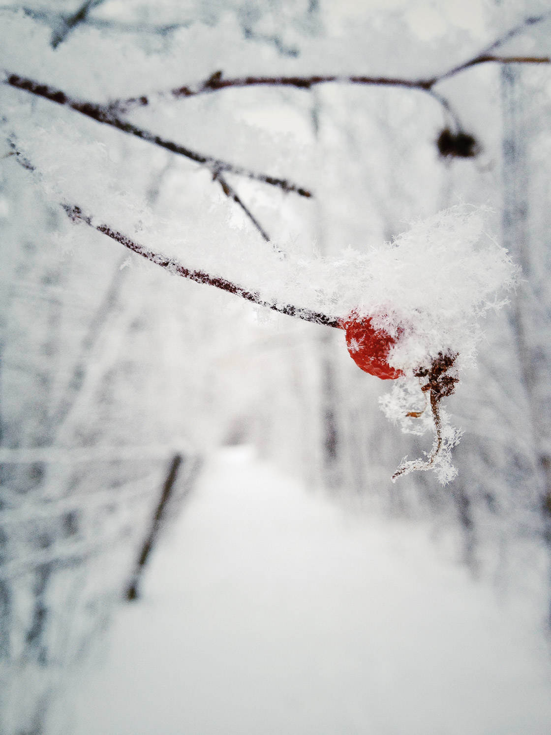 Winter photography 14