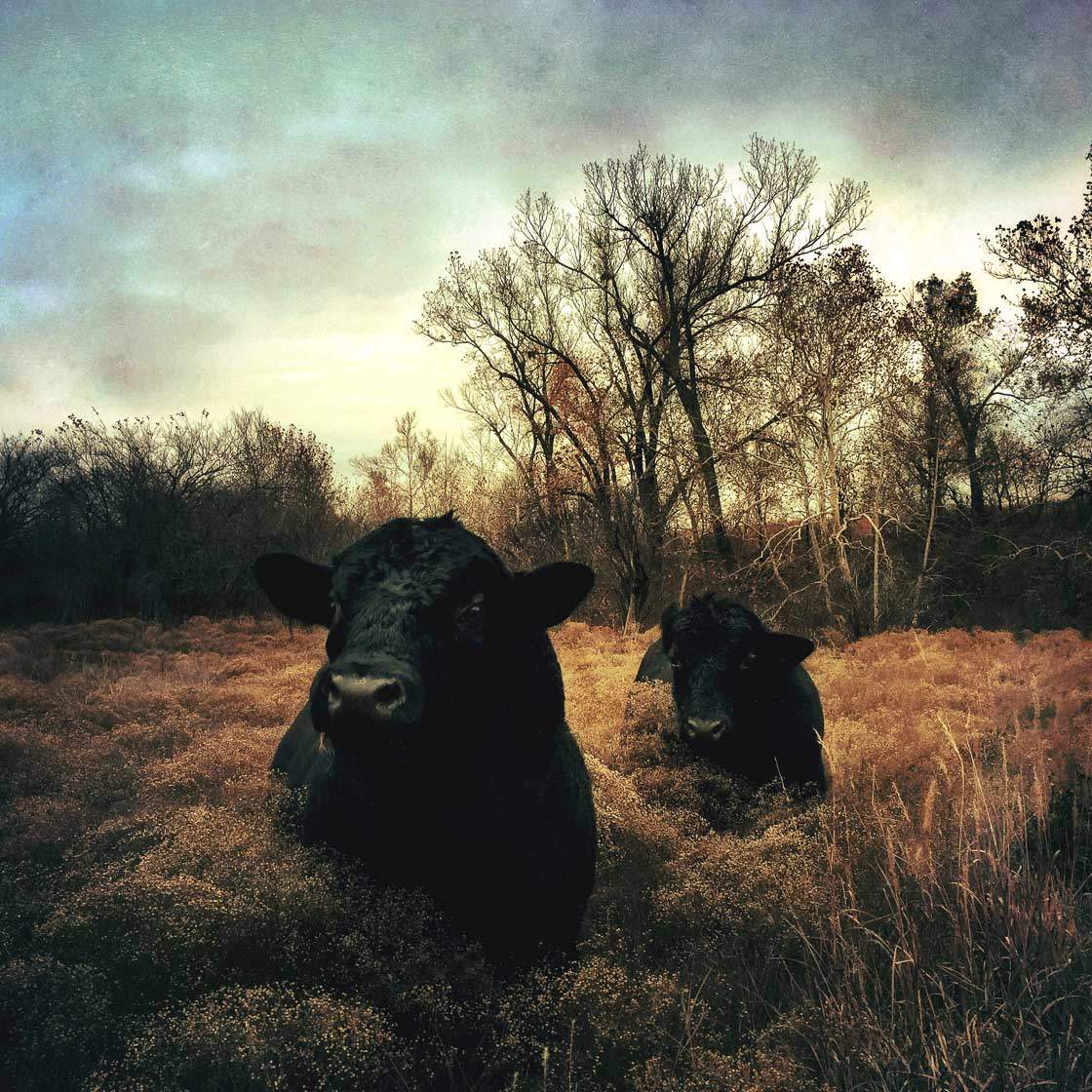 8 Tips For Incredible Rural Landscape Photography On iPhone