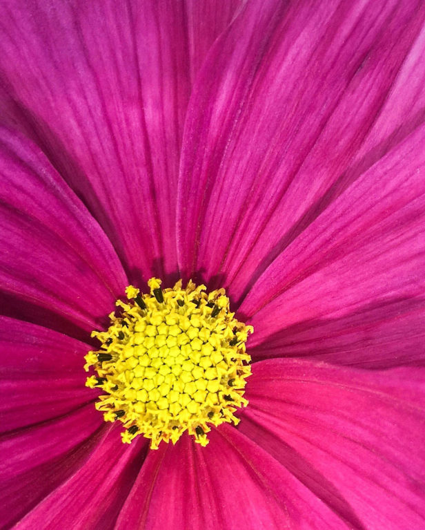 30 Incredible Close-Up & Macro iPhone Photos