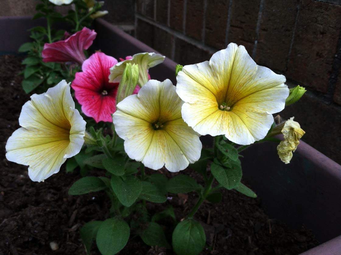 5 Ways To Enhance Your Flower Photos With Iphone Editing Apps 5 Ways To Enhance Your Flower Photos With Iphone Editing Apps