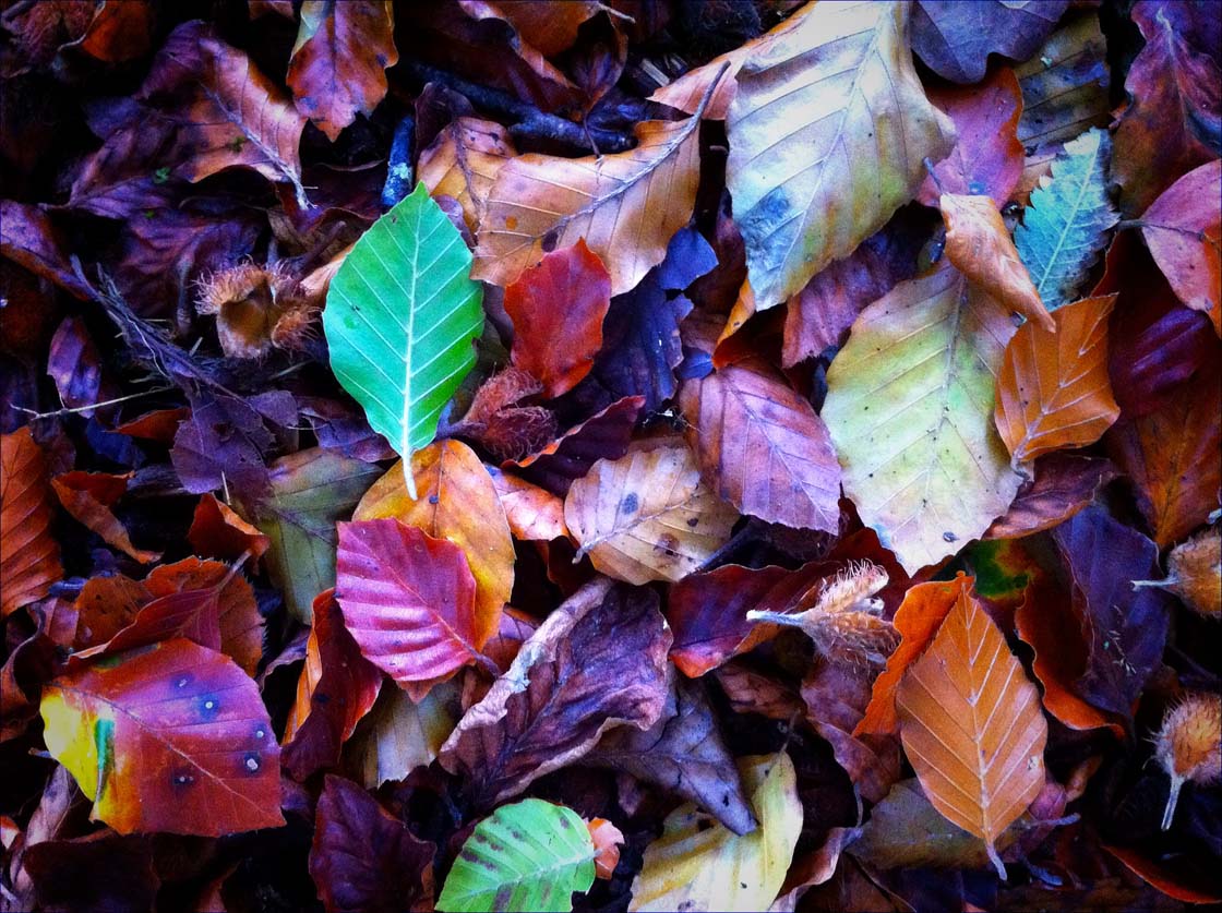 The surface of the dried leaves on the ground is an aesthetic