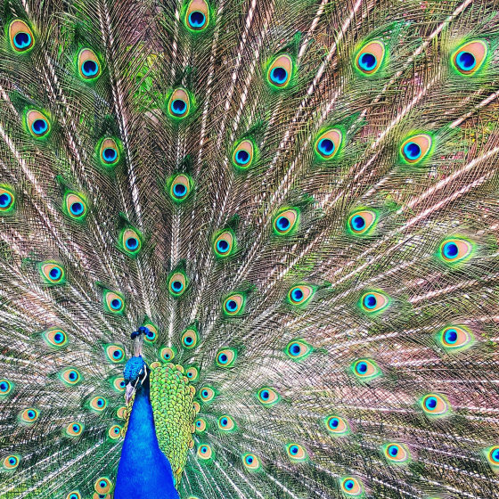 9 iPhone Camera Effects For Taking More Creative Photos