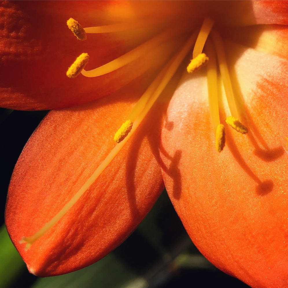 10 Iphone Camera Settings Every Photographer Should Use 