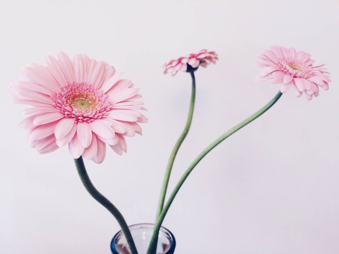 How To Use Vsco Filters To Create Beautiful Iphone Photos